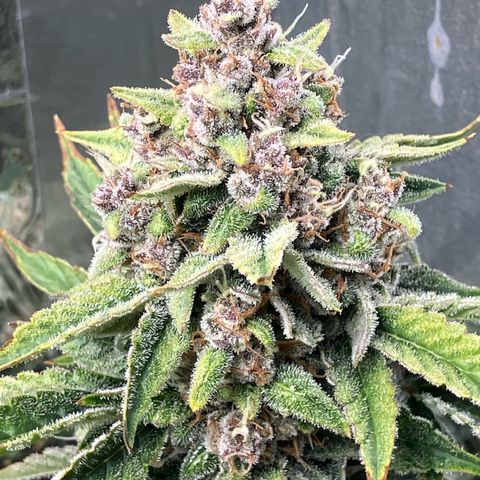 Deez Nuggs growlog timeline photo