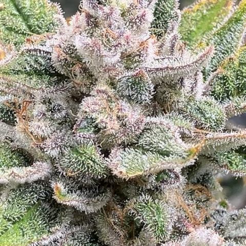 Mephisto’s Wedding growlog timeline photo