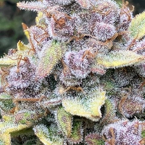 Deez Nuggs growlog timeline photo
