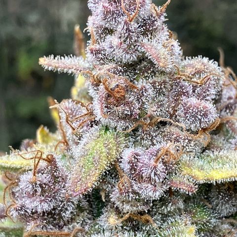 Deez Nuggs growlog timeline photo