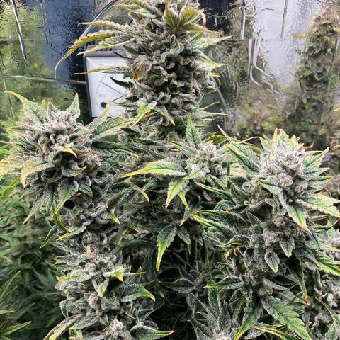 Mephisto’s Wedding growlog timeline photo