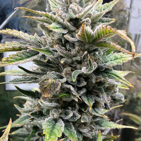 Mephisto’s Wedding growlog timeline photo