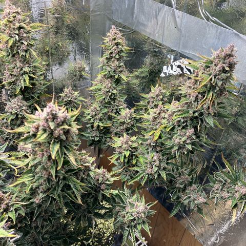 Deez Nuggs growlog timeline photo