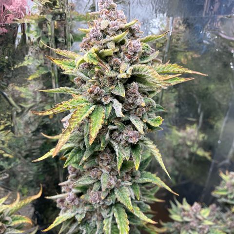 Deez Nuggs growlog timeline photo