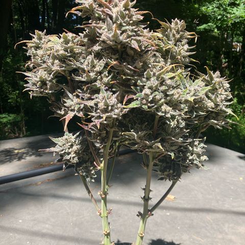 Mephisto’s Wedding growlog timeline photo