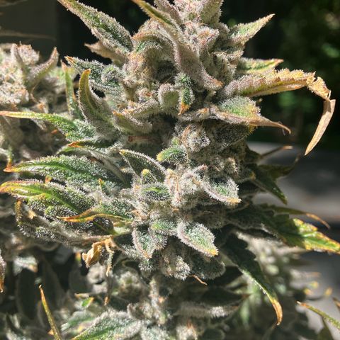 Mephisto’s Wedding growlog timeline photo