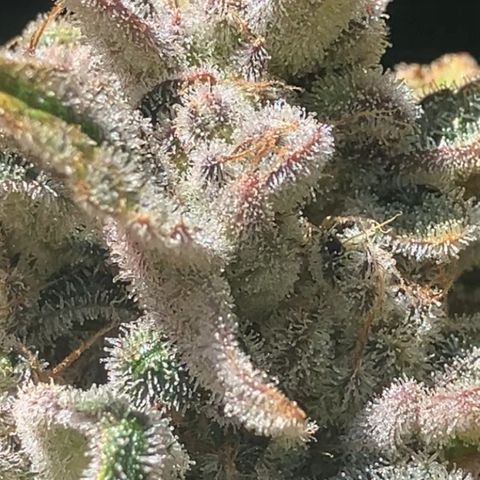 Mephisto’s Wedding growlog timeline photo