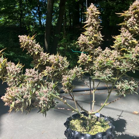 Deez Nuggs growlog timeline photo