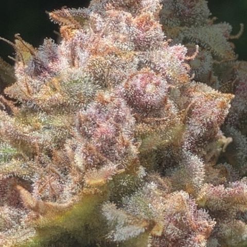 Deez Nuggs growlog timeline photo