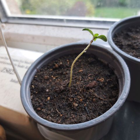 Bubba Kush growlog timeline photo