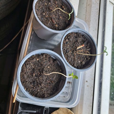Bubba Kush growlog timeline photo