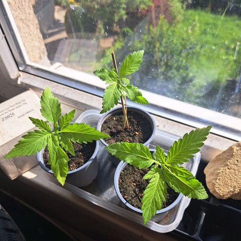 Bubba Kush growlog timeline photo