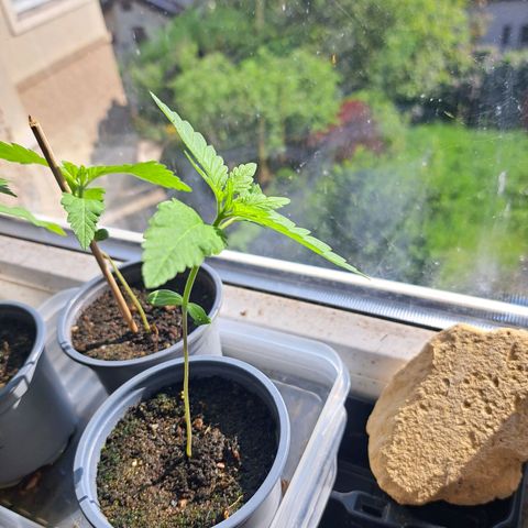 Bubba Kush growlog photo: One of them is damaged by falling obstacle