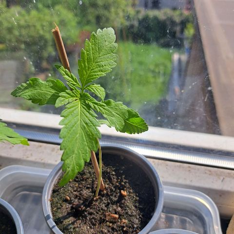 Bubba Kush growlog photo: One of them is damaged by falling obstacle