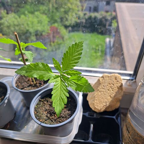 Bubba Kush growlog photo: One of them is damaged by falling obstacle