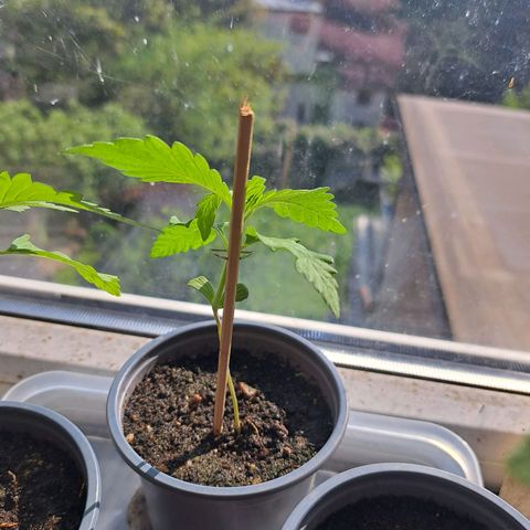 Bubba Kush growlog photo: One of them is damaged by falling obstacle
