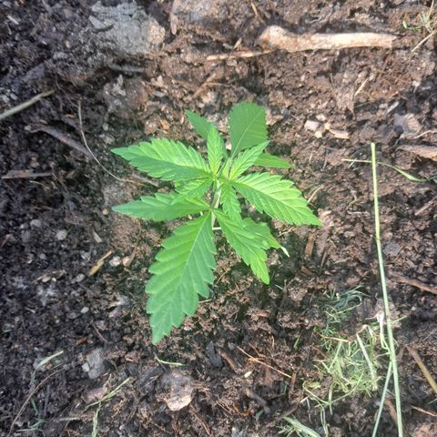 Bubba Kush growlog photo: Planted outside... :)