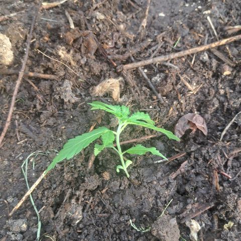 Bubba Kush growlog photo: Planted outside... :)