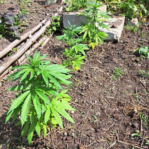 Bubba Kush growlog photo: The last one next to the stairs is 🍍 and the first two are 🍃 