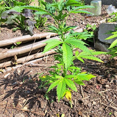 Bubba Kush growlog photo: Month later after planting outside 🍃 