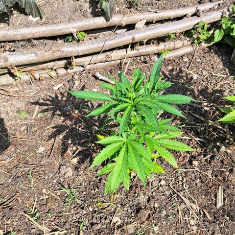 Bubba Kush growlog photo: Month later after planting outside 🍃 