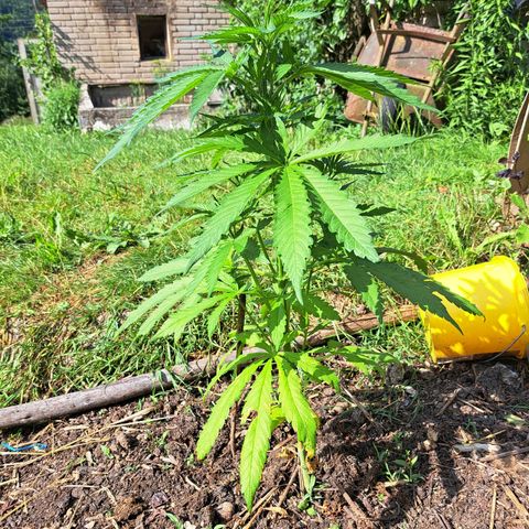 Bubba Kush growlog photo: Month later after planting outside 🍃 