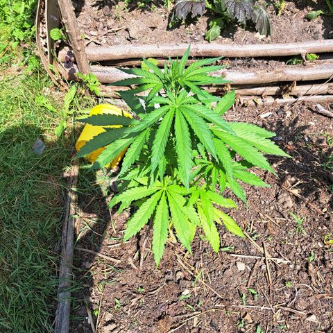 Bubba Kush growlog photo: Month later after planting outside 🍃 