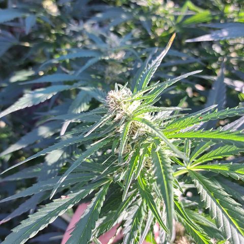 Bubba Kush growlog timeline photo