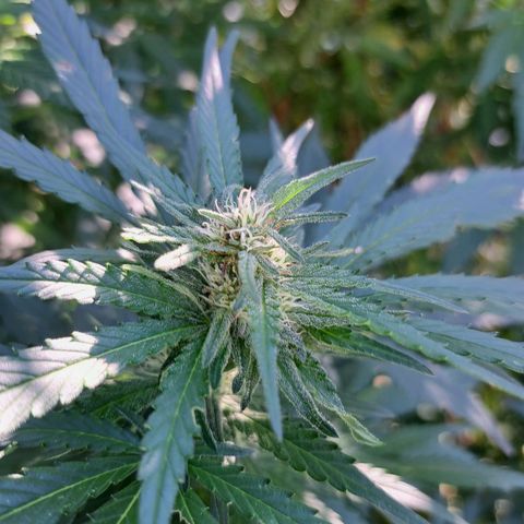 Bubba Kush growlog timeline photo