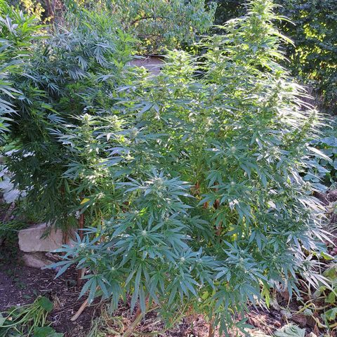Bubba Kush growlog timeline photo