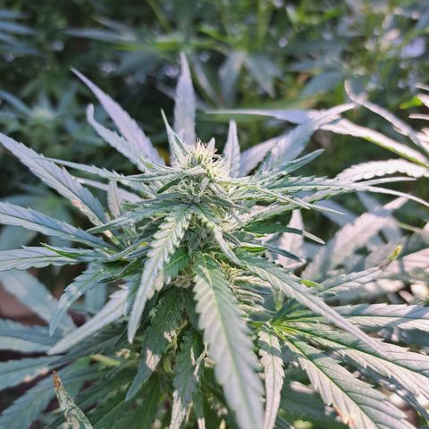 Bubba Kush growlog timeline photo
