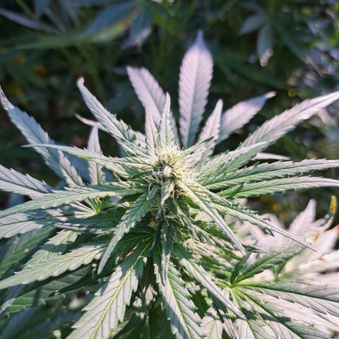 Bubba Kush growlog timeline photo