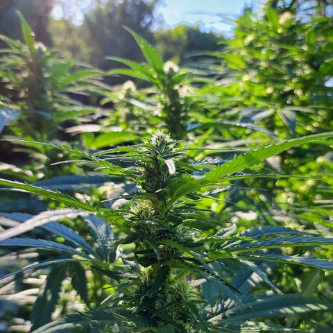 Bubba Kush growlog timeline photo