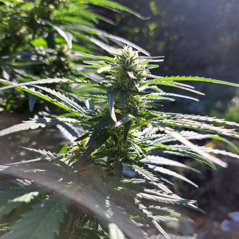 Bubba Kush growlog timeline photo