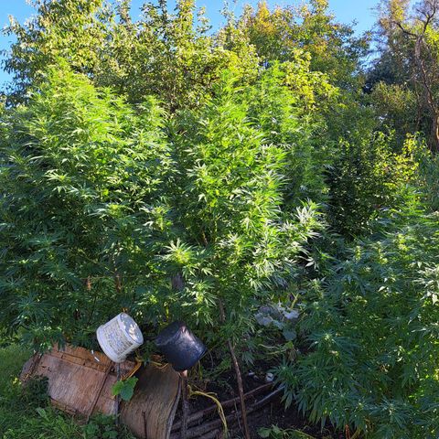 Bubba Kush growlog timeline photo