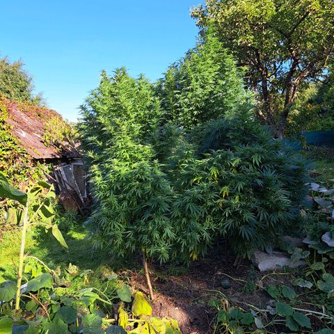 Bubba Kush growlog timeline photo
