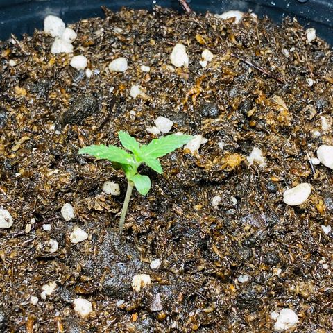 Phantom Cookies growlog timeline photo