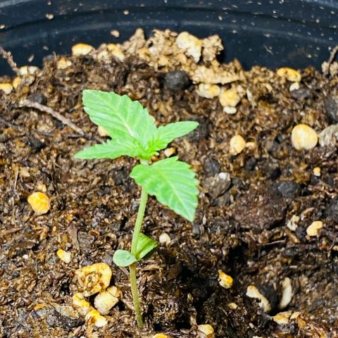 Phantom Cookies growlog timeline photo