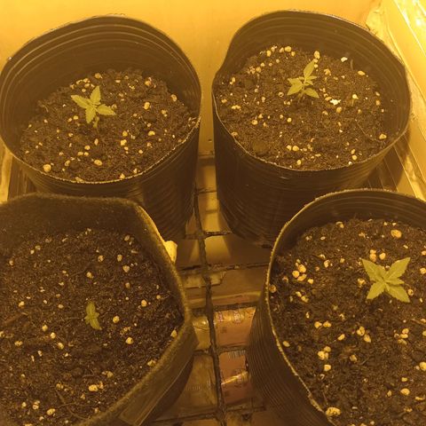 Phantom Cookies growlog timeline photo