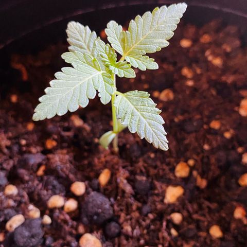 Phantom Cookies growlog timeline photo