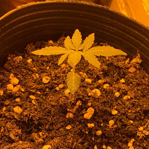 Phantom Cookies growlog timeline photo