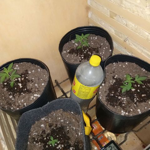 Phantom Cookies growlog timeline photo