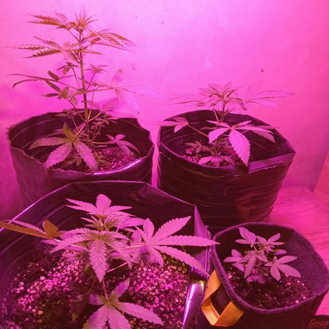 Phantom Cookies growlog timeline photo