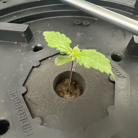 Red Kush Auto growlog timeline photo