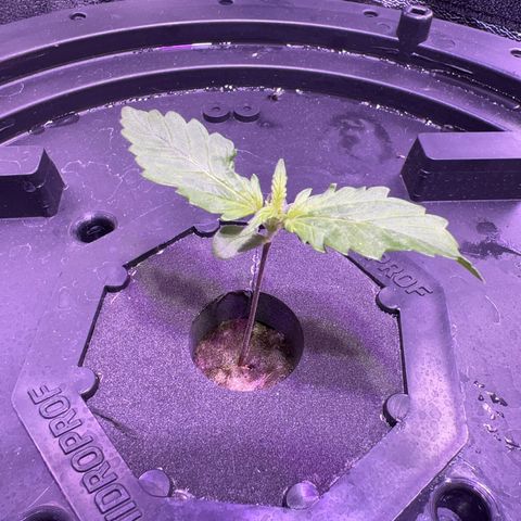 Red Kush Auto growlog timeline photo