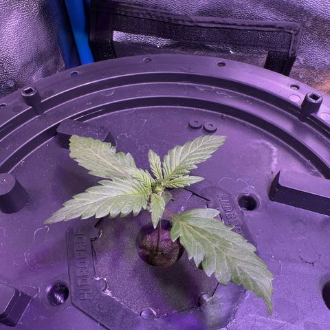 Red Kush Auto growlog timeline photo