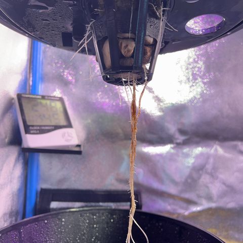 Red Kush Auto growlog timeline photo