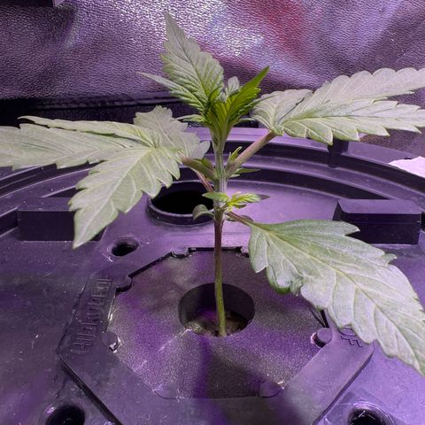 Red Kush Auto growlog timeline photo