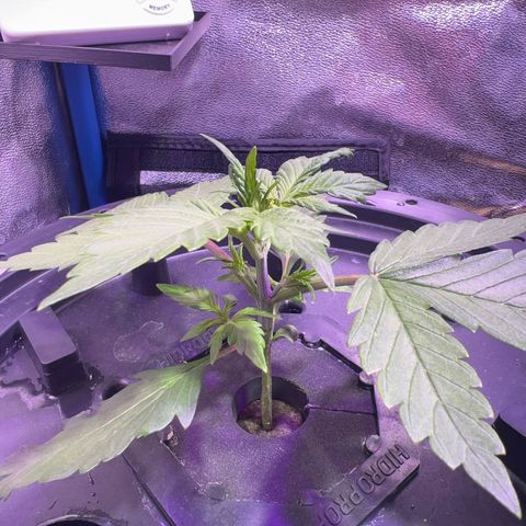 Red Kush Auto growlog timeline photo