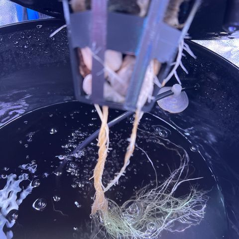 Red Kush Auto growlog timeline photo